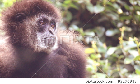 A monkey looking far away with big eyes A monkey looking far away with big eyes 95170983