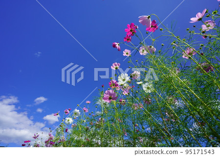 Looking up at the azure sky from a low angle in a cosmos field with many buds Looking up at the azure sky from a low angle in a cosmos field with many buds 95171543