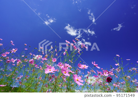Looking up at the azure sky from a low angle in a cosmos field with many buds Looking up at the azure sky from a low angle in a cosmos field with many buds 95171549