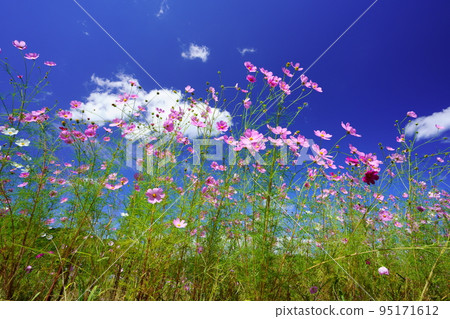 在多芽的宇宙場中,從低角度仰望蔚藍的天空 在多芽的宇宙場中,從低角度仰望蔚藍的天空 95171612