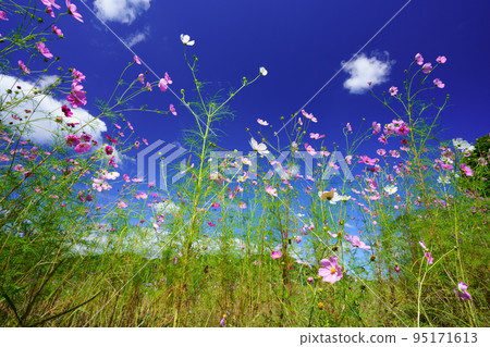 Looking up at the azure sky from a low angle in a cosmos field with many buds 95171613