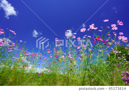 Looking up at the azure sky from a low angle in a cosmos field with many buds Looking up at the azure sky from a low angle in a cosmos field with many buds 95171614