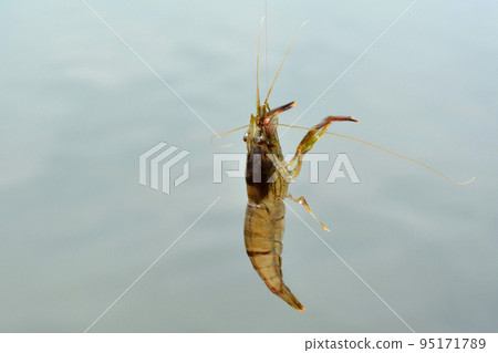 Long-tailed prawn caught in the air with a hook Long-tailed prawn caught in the air with a hook 95171789