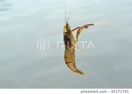 Long-tailed prawn caught in the air with a hook Long-tailed prawn caught in the air with a hook 95171791