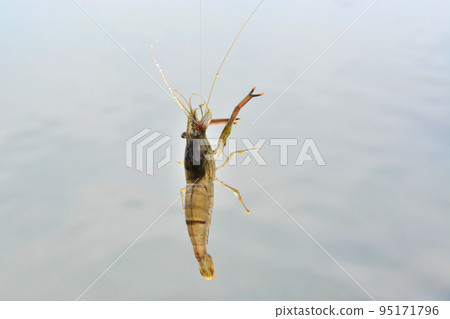 Long-tailed prawn caught in the air with a hook Long-tailed prawn caught in the air with a hook 95171796