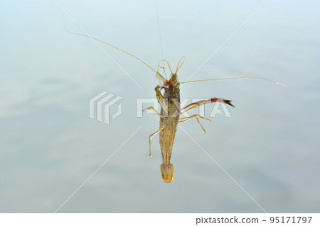 Long-tailed prawn caught in the air with a hook Long-tailed prawn caught in the air with a hook 95171797