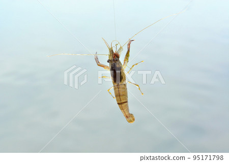 Long-tailed prawn caught in the air with a hook 95171798