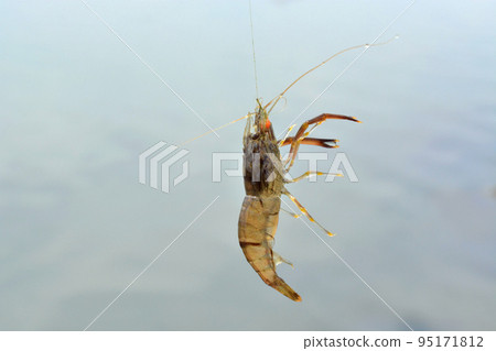 用鉤子在空中捕捉的長尾蝦 95171812