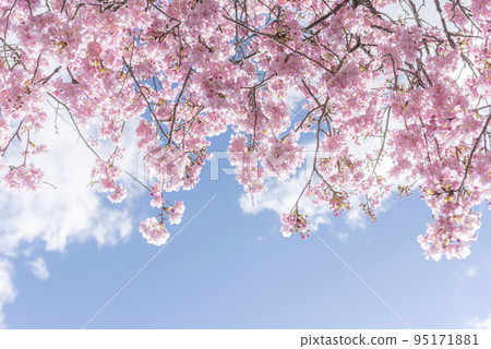 櫻花和清澈的藍天 櫻花和清澈的藍天 95171881