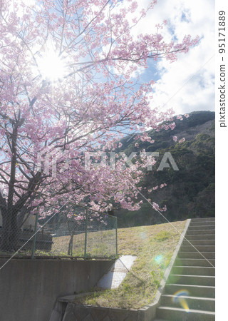 Halo and gorgeous Kawazu cherry blossoms 95171889