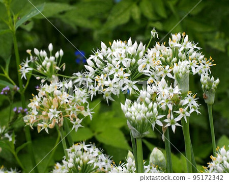 Chives at the edge of the irrigation canal (white flowers and buds of leeks) Chives at the edge of the irrigation canal (white flowers and buds of leeks) 95172342