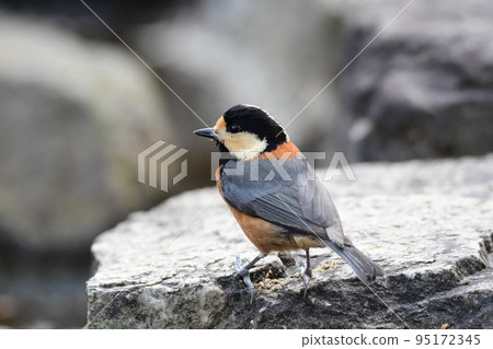 Profile of wild bird Varied Tit 95172345