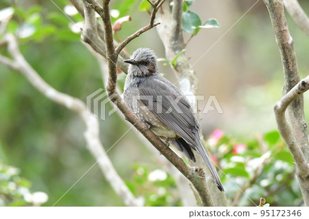 bulbul perch 95172346