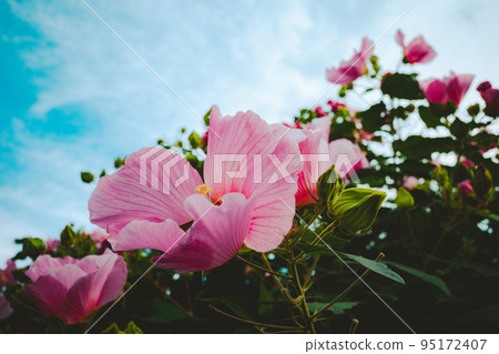 初秋的天空下盛開的扶餘花,電影風格 初秋的天空下盛開的扶餘花,電影風格 95172407
