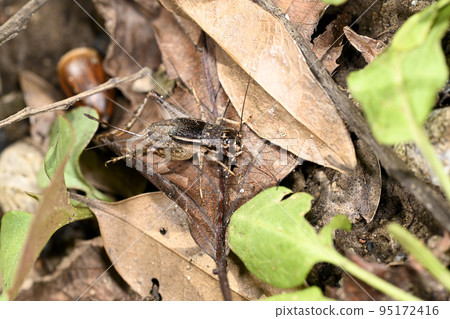 Mitsuka de cricket Mitsuka de cricket 95172416