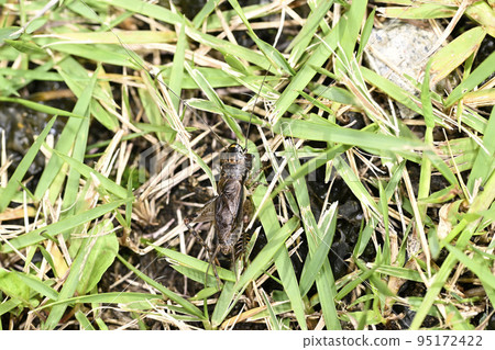 Mitsuka de cricket 95172422