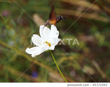 A white cosmos flower swaying in the wind and a honeysuckle sucking nectar while being swept away A white cosmos flower swaying in the wind and a honeysuckle sucking nectar while being swept away 95172443