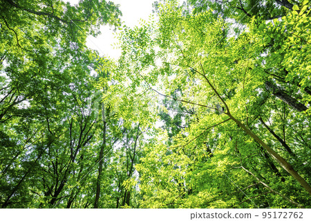 新鮮的綠色和陽光 新鮮的綠色和陽光 95172762