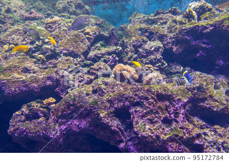 Beautiful sea water fish tank 95172784