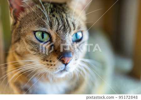 Close up of the domestic cat Close up of the domestic cat 95172848