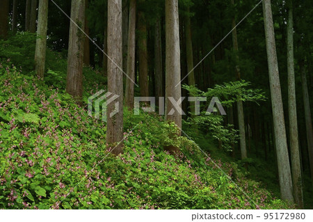 埼玉縣常川町久義平盛開的秋季海藻群落 埼玉縣常川町久義平盛開的秋季海藻群落 95172980
