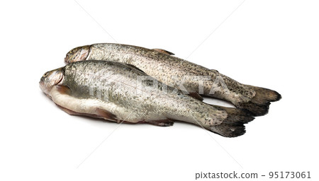 Raw Trout Isolated 95173061
