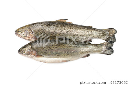 Raw Trout Isolated Raw Trout Isolated 95173062