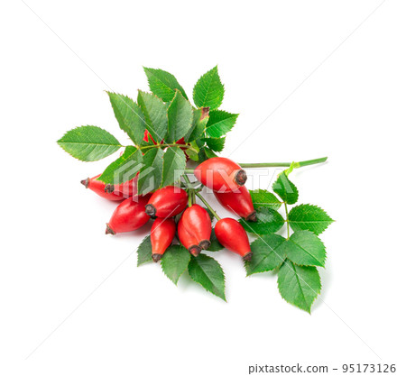 Wild Rose Twig Isolated, Rose Hip Branch with Red Berries, Rosehip Fruits 95173126