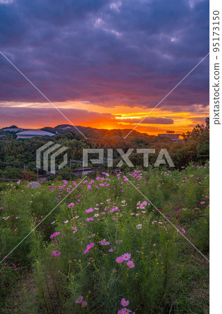 Hyogo Prefecture Sports Park Cosmos Hill Sunset Hyogo Prefecture Sports Park Cosmos Hill Sunset 95173150