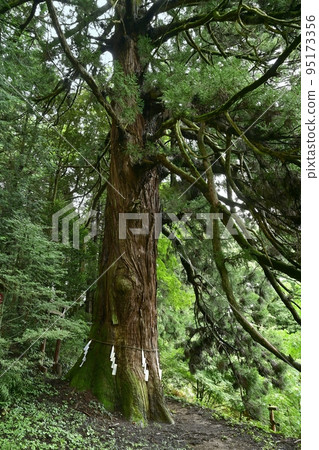 埼玉縣常川町久野平越澤稻荷神社的大杉樹 埼玉縣常川町久野平越澤稻荷神社的大杉樹 95173356