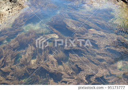 Algae bed spreading on rocky coast Algae bed spreading on rocky coast 95173777