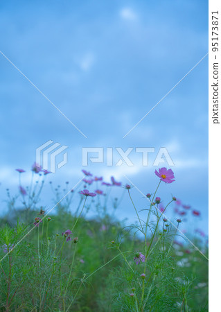 Hyogo Prefecture Comprehensive Athletic Park Cosmos Hill 95173871