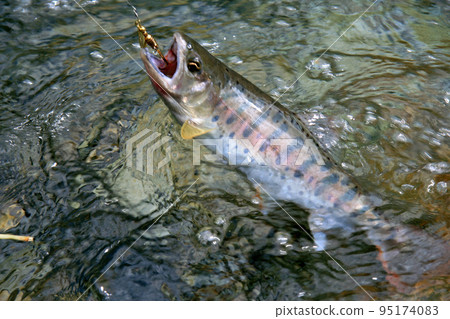 A good yamame trout that strongly resists the lure A good yamame trout that strongly resists the lure 95174083