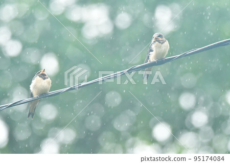 小雨中小燕子在電線上休息 小雨中小燕子在電線上休息 95174084