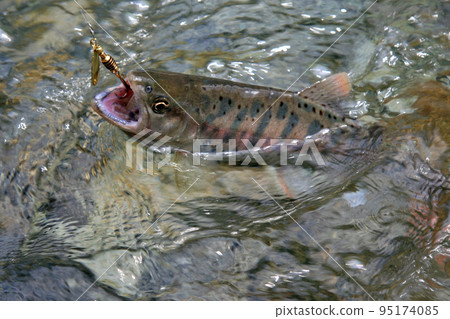 A good yamame trout that strongly resists the lure A good yamame trout that strongly resists the lure 95174085