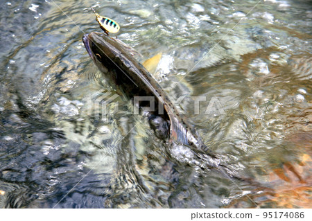 強烈抵抗誘惑的優質山姆鱒魚 強烈抵抗誘惑的優質山姆鱒魚 95174086