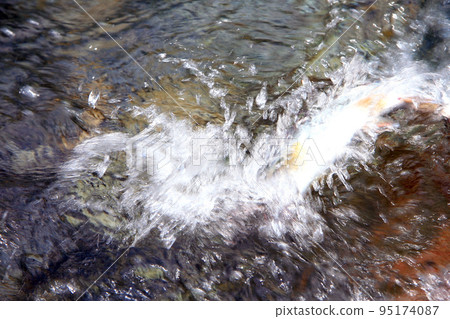 A good yamame trout that strongly resists the lure A good yamame trout that strongly resists the lure 95174087