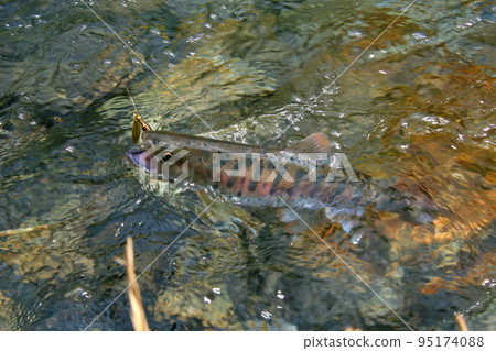 A good yamame trout that strongly resists the lure A good yamame trout that strongly resists the lure 95174088
