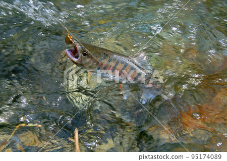 A good yamame trout that strongly resists the lure A good yamame trout that strongly resists the lure 95174089