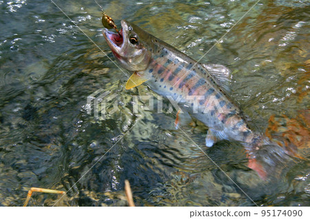 強烈抵抗誘惑的優質山姆鱒魚 強烈抵抗誘惑的優質山姆鱒魚 95174090