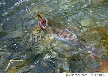 強烈抵抗誘惑的優質山姆鱒魚 強烈抵抗誘惑的優質山姆鱒魚 95174092