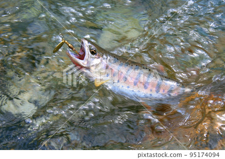 強烈抵抗誘惑的優質山姆鱒魚 強烈抵抗誘惑的優質山姆鱒魚 95174094