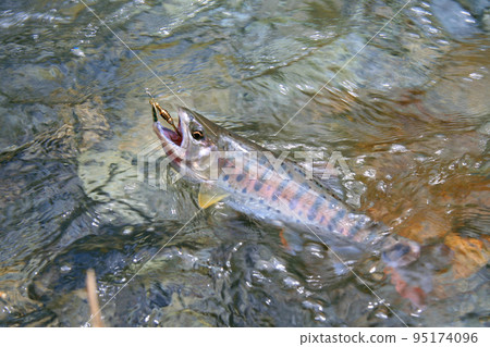 A good yamame trout that strongly resists the lure A good yamame trout that strongly resists the lure 95174096
