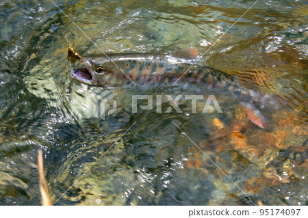 A good yamame trout that strongly resists the lure A good yamame trout that strongly resists the lure 95174097