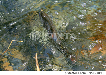 A good yamame trout that strongly resists the lure A good yamame trout that strongly resists the lure 95174099