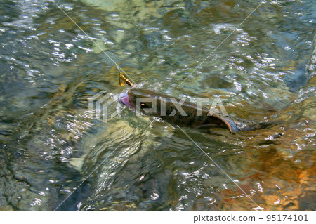 強烈抵抗誘惑的優質山姆鱒魚 強烈抵抗誘惑的優質山姆鱒魚 95174101