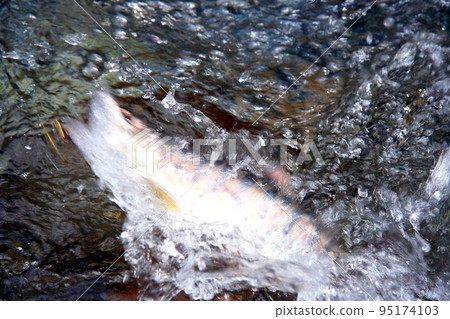 A good yamame trout that strongly resists the lure A good yamame trout that strongly resists the lure 95174103