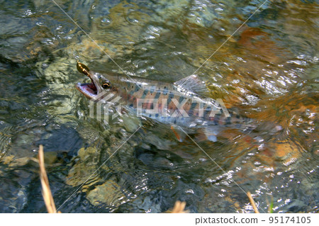 A good yamame trout that strongly resists the lure A good yamame trout that strongly resists the lure 95174105