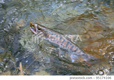 強烈抵抗誘惑的優質山姆鱒魚 95174106