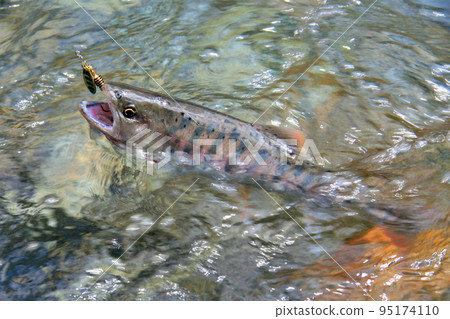 強烈抵抗誘惑的優質山姆鱒魚 強烈抵抗誘惑的優質山姆鱒魚 95174110